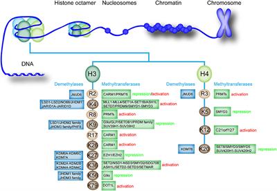 Histone Methylation Related Therapeutic Challenge in Cardiovascular Diseases